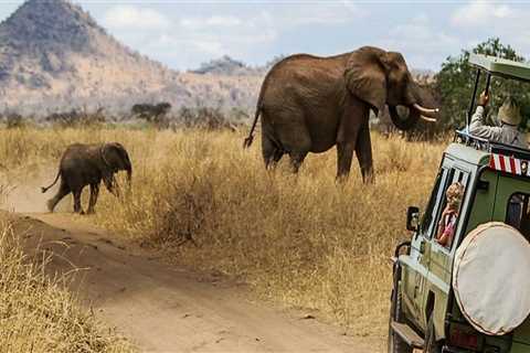African Safari Travel Tips To Truly Enjoy Nature