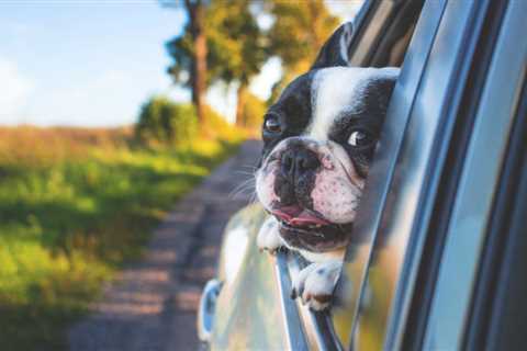 Can You Bring Your Pet Dog in a Rental Vehicle?