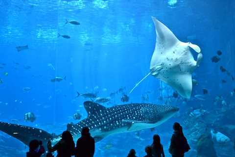 Atlanta Georgia Aquarium: Facts and Info – A Unexpected Adventure