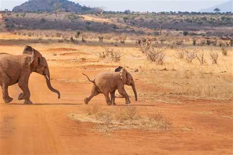 Top 10 Family Safari Destinations in Africa to Visit in 2023