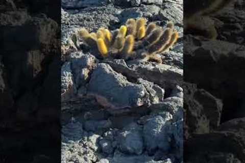 Walking on another planet? Galapagos Cruise Part 5 #shorts