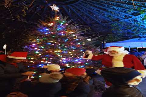 Tree lightings mark beginning of Christmas season