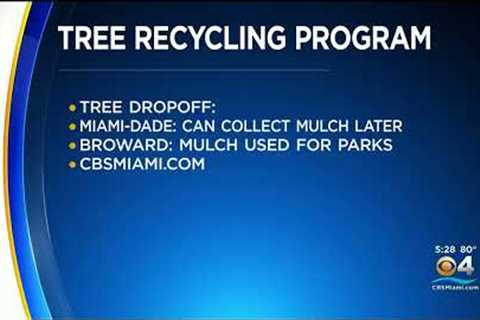 South Florida encouraged to recycle Christmas trees