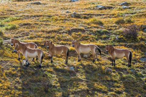 Overnight Semi-Gobi, Khustai National Park - Mongolian Tours