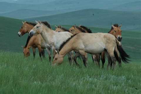 Day Tour of Hustai National Park - Mongolian Tours
