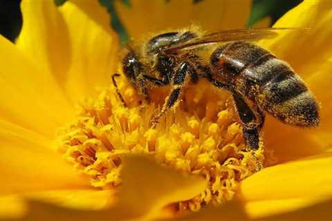 Bechbretha | Brehon Law on Beekeeping