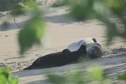 Rocky’s famous Hawaiian monk seal pup gives birth to Uʻi  Mea Ola — beautiful survivor