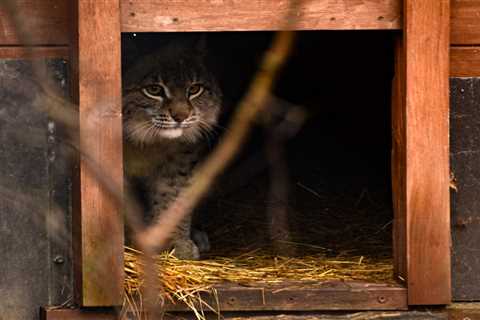 First European Wildlife Comeback Fund grant sees Eurasian lynx released in northwest Poland