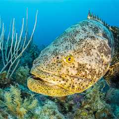 Think Big: How To Put Grouper in the Spotlight
