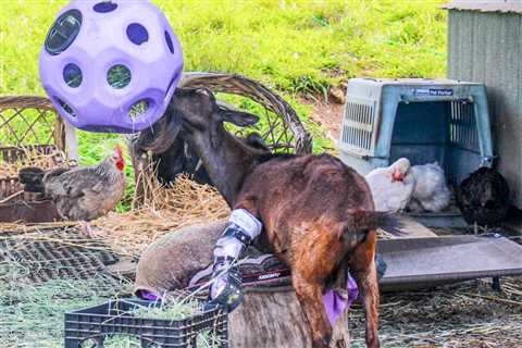 Big Island Magical Creatures Sanctuary celebrates National Animal Rights Day