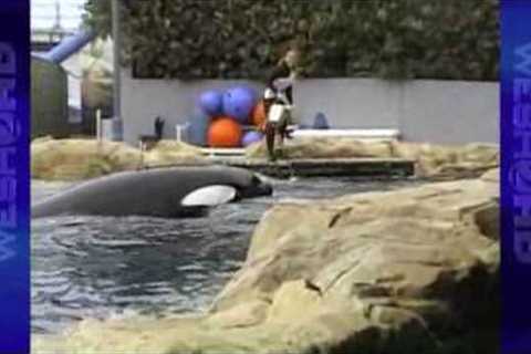 Tourist''s Camera Rolls Seconds Before Killer Whale Attacks SeaWorld Trainer