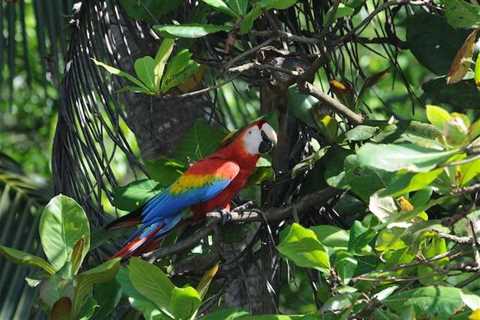 A Hidden Gem in Costa Rica – Discover Corcovado National Park