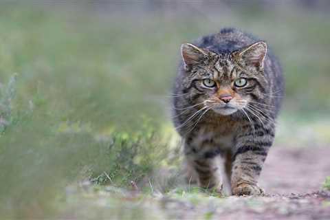 Saving Wildcats joins the European Rewilding Network