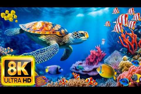 Beauty Of The Ocean 8K ULTRA HD -  Sea Animals for Relaxation, Beautiful Coral Reef Fish - 8K Video