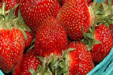 Experience the Fun and Excitement of the Cape Coral Strawberry Festival
