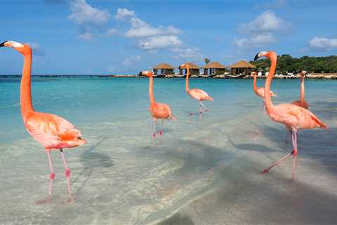 11 Amazing Things To Do in Aruba on Any Trip
