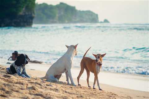 Bali’s Anti-Rabies Vaccine Shortage Raises Concerns Among Tourists And Locals