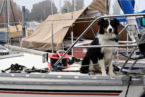 Why Choose Pet-Friendly Houseboat Rentals? - Boat Hire Hub