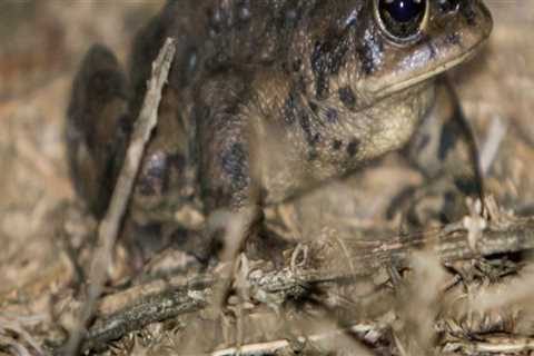What Amphibians Can Be Found in Wildlands in Irvine, California?