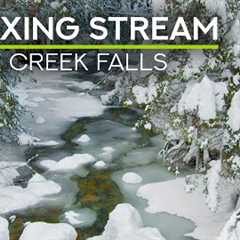 8 HRS Winter Ambience - Birds Chirping & Gentle Forest Stream Sounds - Nature Soundscape