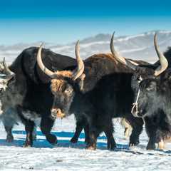 Mongolian Yak: Nurturing Nomadic Legacies