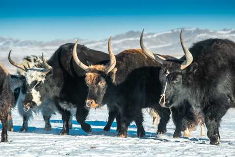 Mongolian Yak: Nurturing Nomadic Legacies