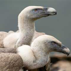 Sicilian griffon vulture initiative joins the European Rewilding Network