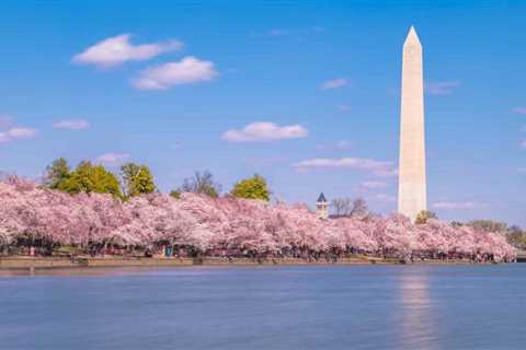 Where to Stay for This Year's Cherry Blossom Festival in Washington, DC
