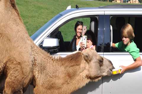 Aiken's Hidden Gem: Exploring the Wild Side at the Carolina Zoo and Animal Park