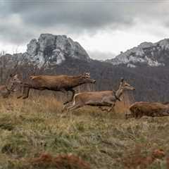 Red deer release strengthens recovering population in the Velebit Mountains