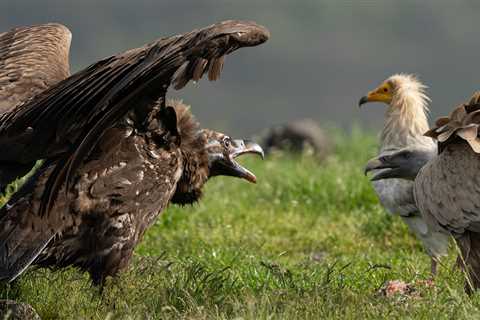 Second group of cinereous vultures released in the Rhodope Mountains