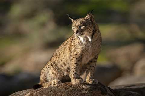 Iberian lynx and wolves: cross-border efforts kick off to support ongoing comeback