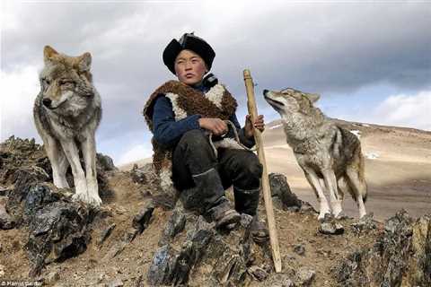 The Mongolian wolf - Nature's Untamed Guardians