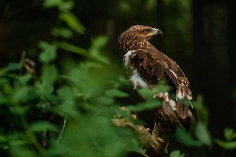 Mongolian Golden Eagle Festival - Discover Altai