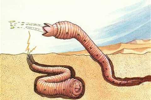 Mongolian death worm's 5 facts