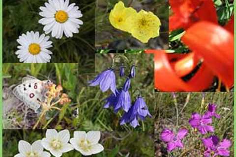Rare plants in Mongolia and their some types