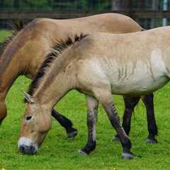 Khustain nuruu national park, Przewalski's horses | Przewalski's horses