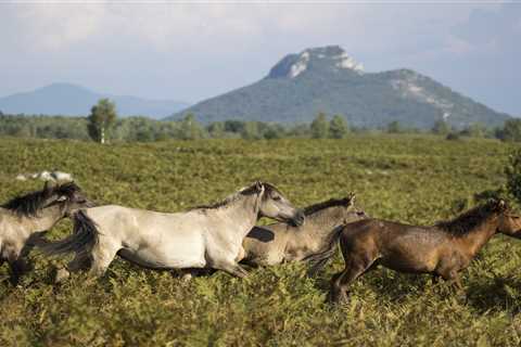 Wide-ranging measures see the Rewilding Velebit team build engagement in 2023