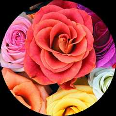 Luxury Neighborhoods in Northern Virginia: Your Complete Premium Living Guide | MyProMovers