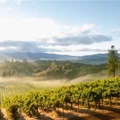Vineyard Views Without Vehicle Blues: Car Care Tips For Santa Rosa Wine Tours