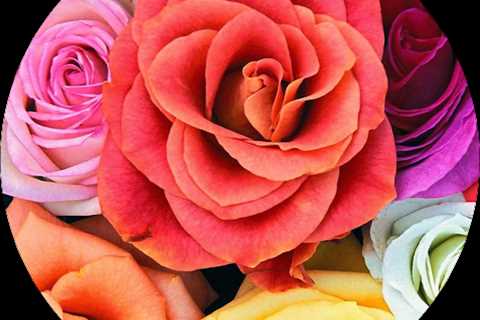 Luxury Neighborhoods in Northern Virginia: Your Complete Premium Living Guide | MyProMovers