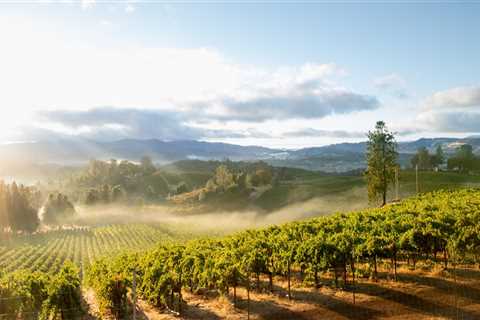 Vineyard Views Without Vehicle Blues: Car Care Tips For Santa Rosa Wine Tours