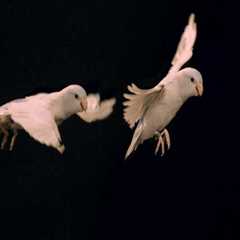 From Piano to Parrot: How Specialists Prepare Unique Cargo for Airborne Moves