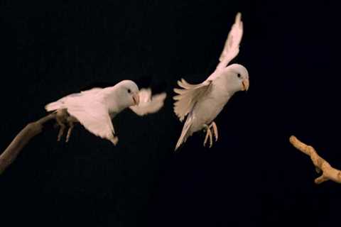 From Piano to Parrot: How Specialists Prepare Unique Cargo for Airborne Moves